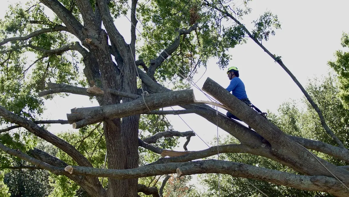 Professional Crown Thinning performed by certified arborists in Gabriels