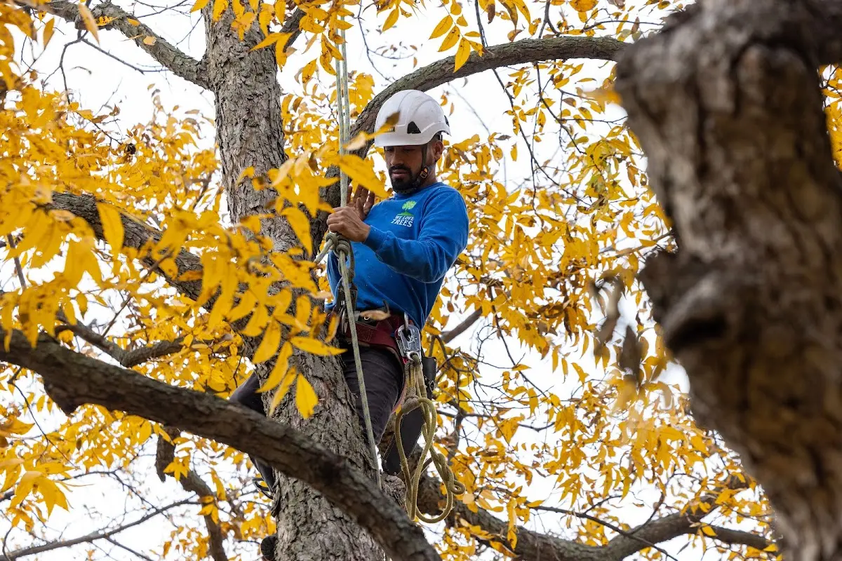 Skilled Tree Pruning crew working in Gabriels