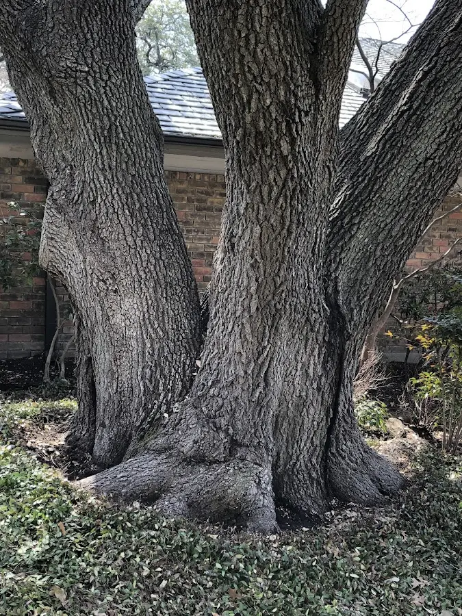 Mature heritage tree close to a Gabriels property cared for by certified arborists